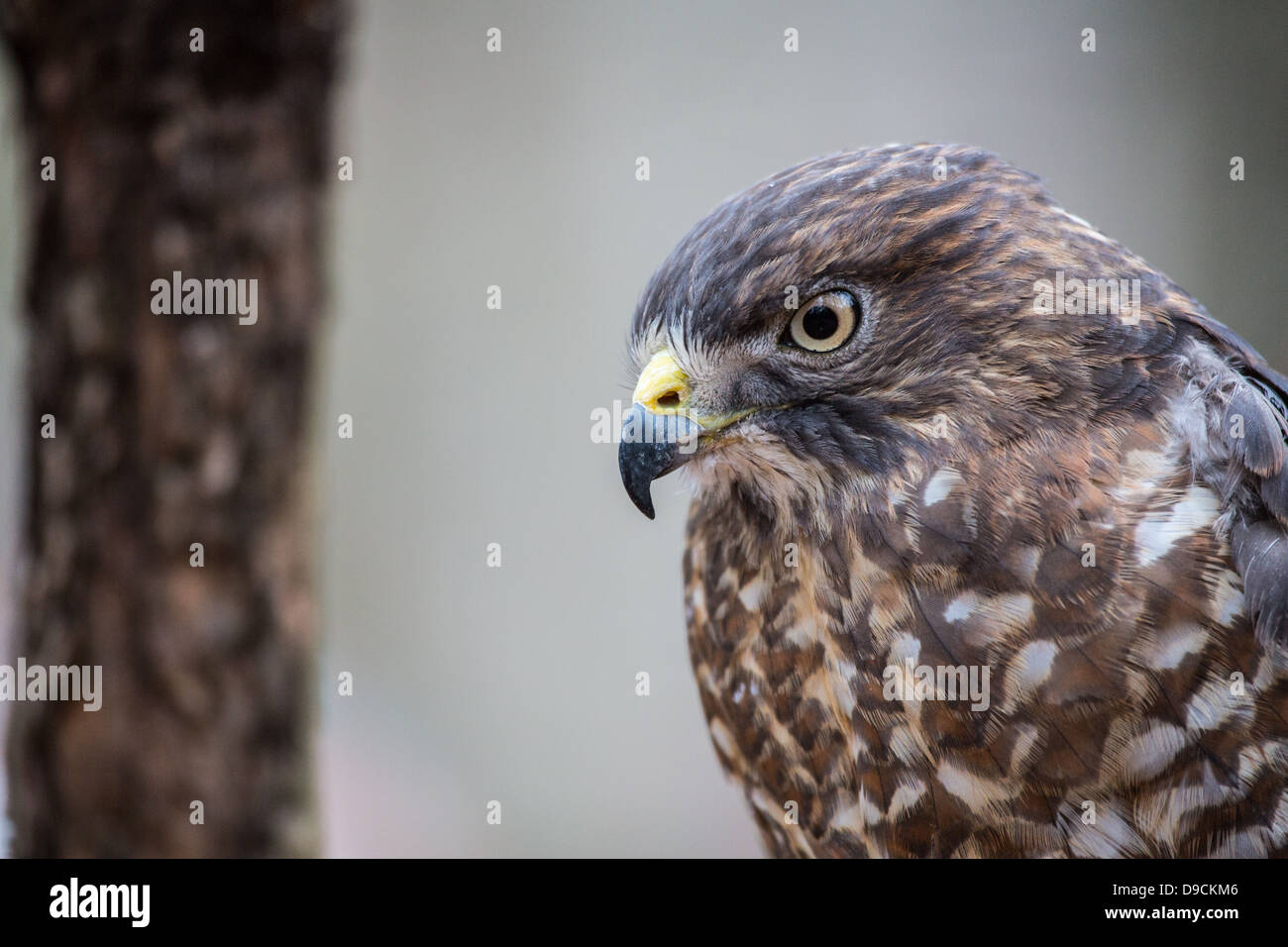 Un Broad-Winged Hawk in un albero. Carolina Raptor Centre. Foto Stock