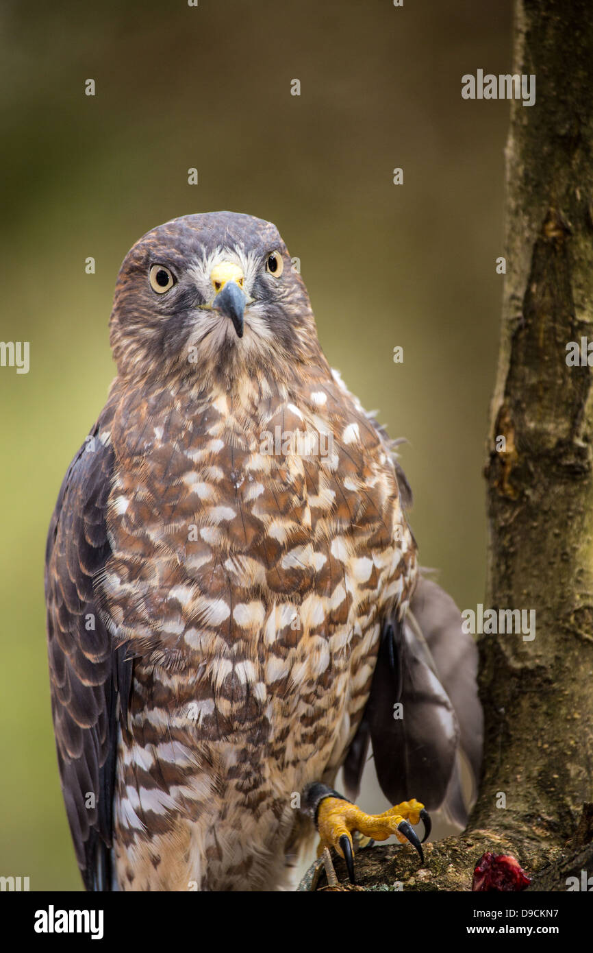 Un Broad-Winged Hawk in un albero. Carolina Raptor Centre. Foto Stock