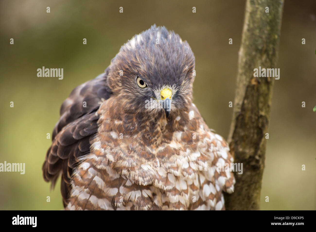 Un Broad-Winged Hawk in un albero. Carolina Raptor Centre. Foto Stock