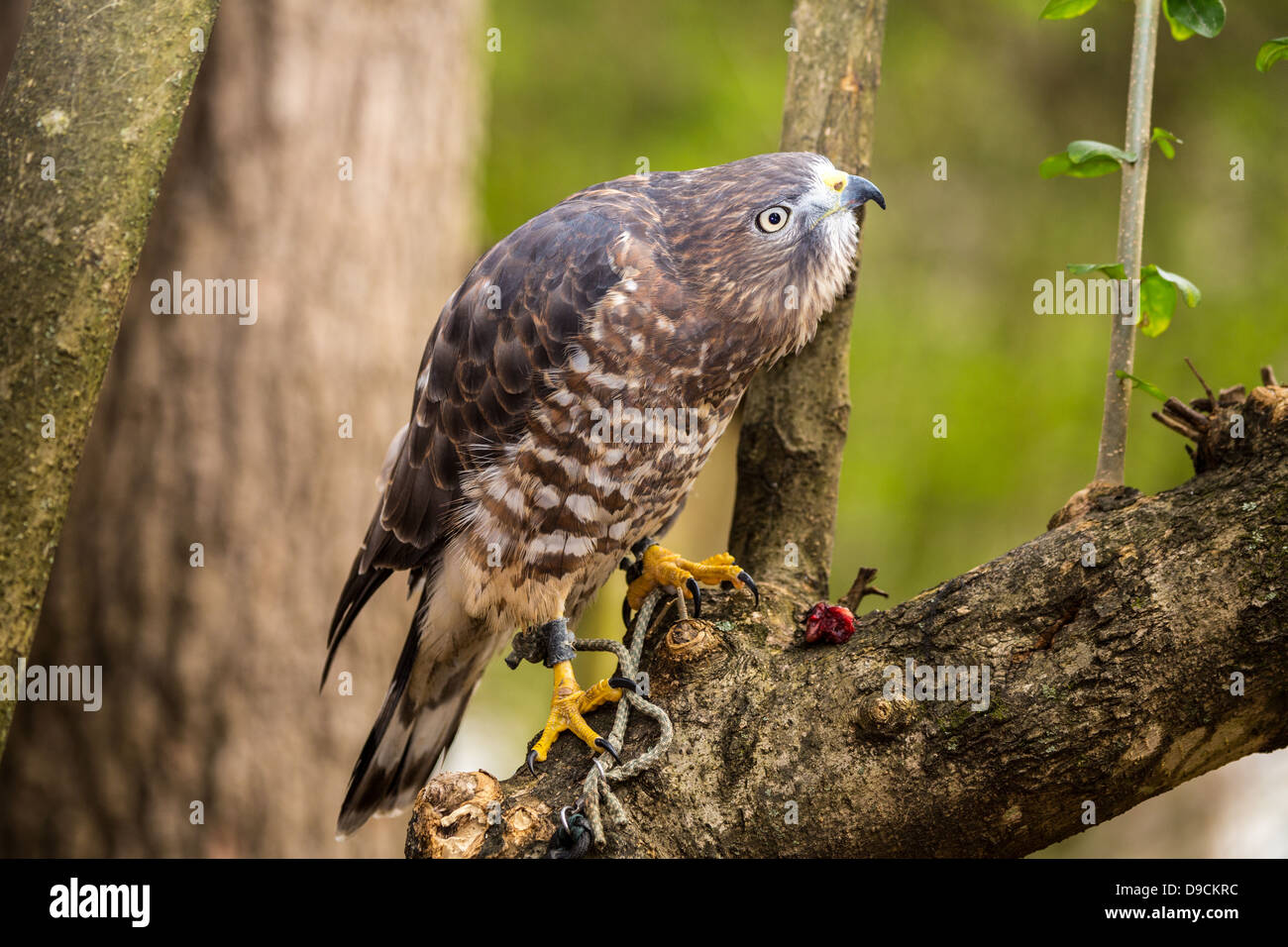 Un Broad-Winged Hawk in un albero. Carolina Raptor Centre. Foto Stock