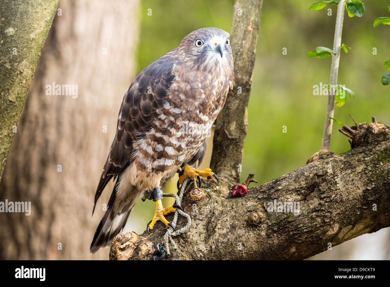 Un Broad-Winged Hawk in un albero. Carolina Raptor Centre. Foto Stock