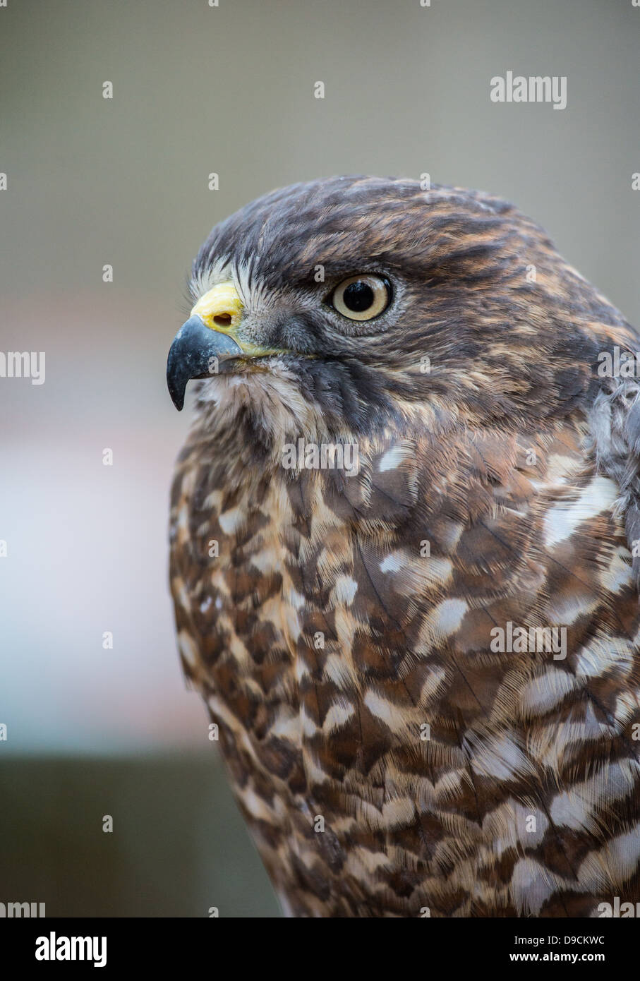 Un Broad-Winged Hawk in un albero. Carolina Raptor Centre. Foto Stock
