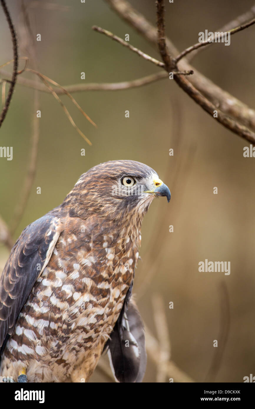 Un Broad-Winged Hawk in un albero. Carolina Raptor Centre. Foto Stock