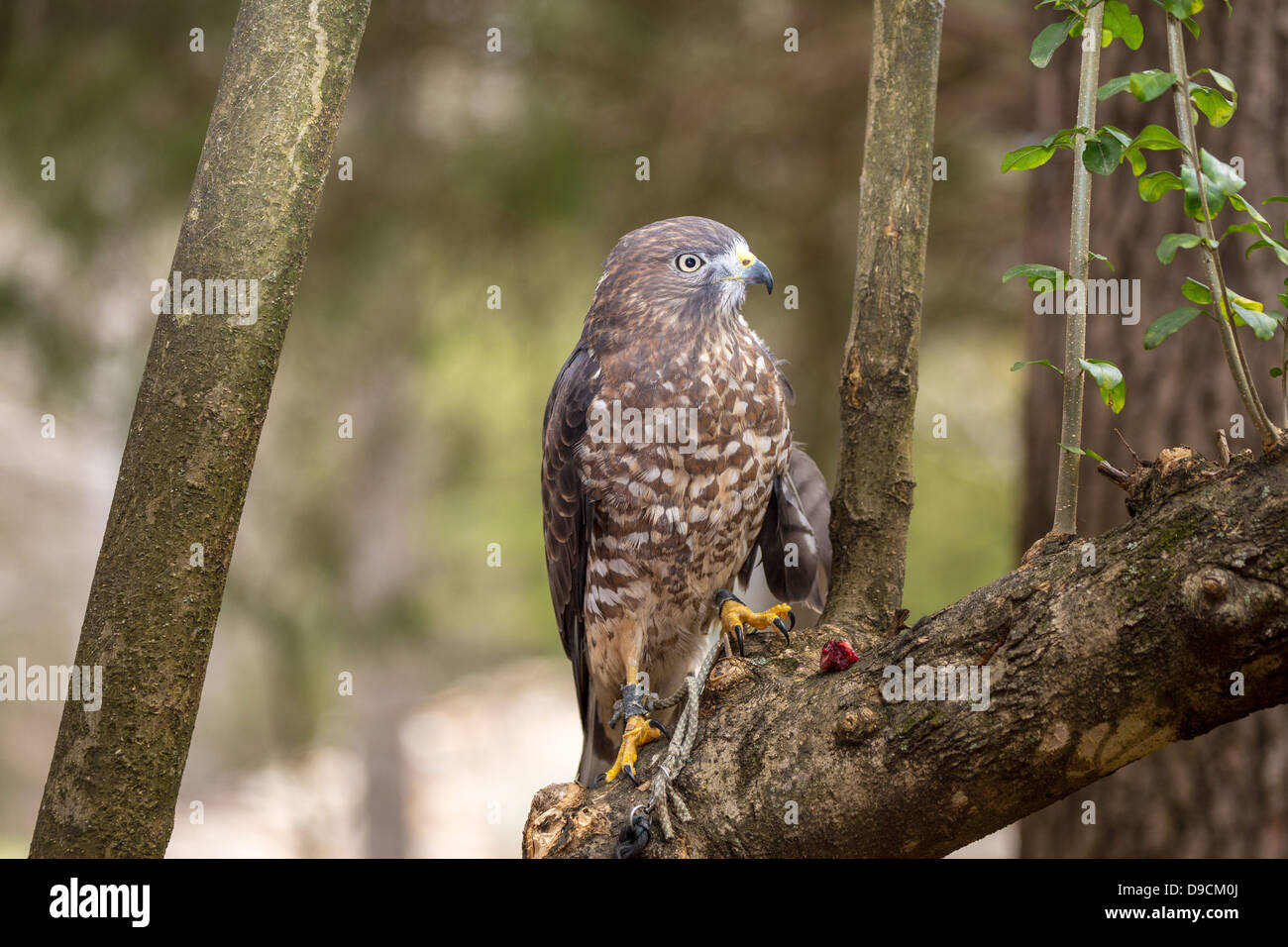 Un Broad-Winged Hawk in un albero. Carolina Raptor Centre. Foto Stock