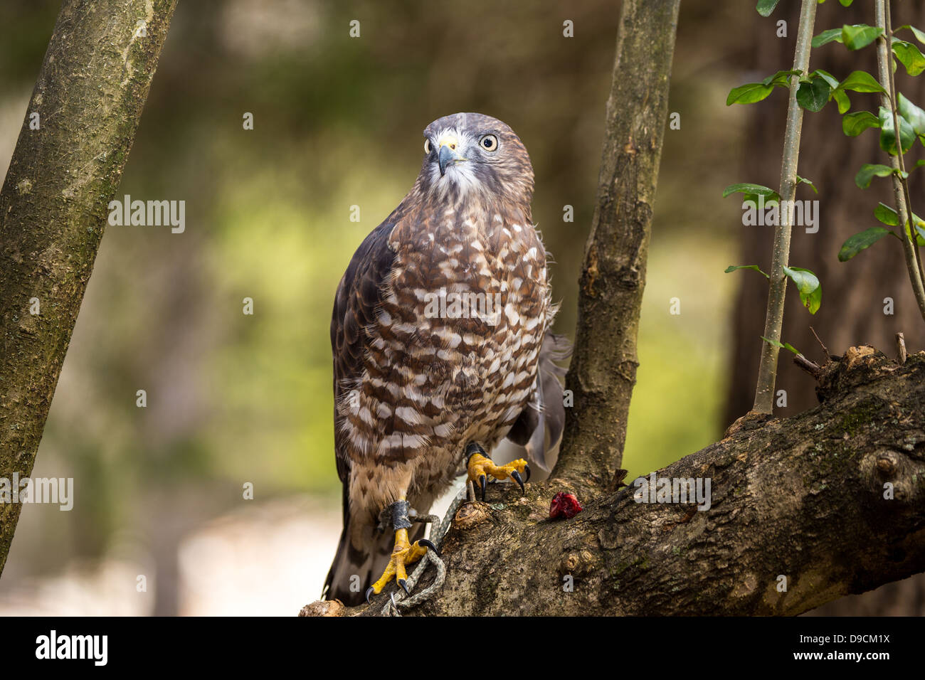Un Broad-Winged Hawk in un albero. Carolina Raptor Centre. Foto Stock