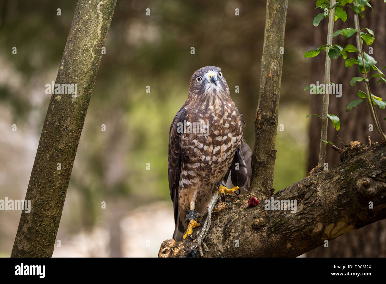 Un Broad-Winged Hawk in un albero. Carolina Raptor Centre. Foto Stock