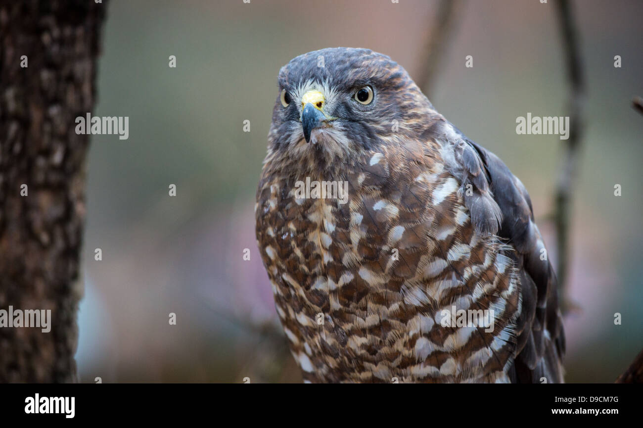 Un Broad-Winged Hawk in un albero. Carolina Raptor Centre. Foto Stock