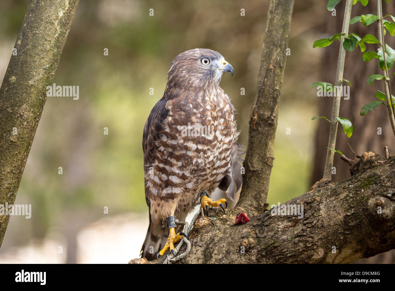 Un Broad-Winged Hawk in un albero. Carolina Raptor Centre. Foto Stock