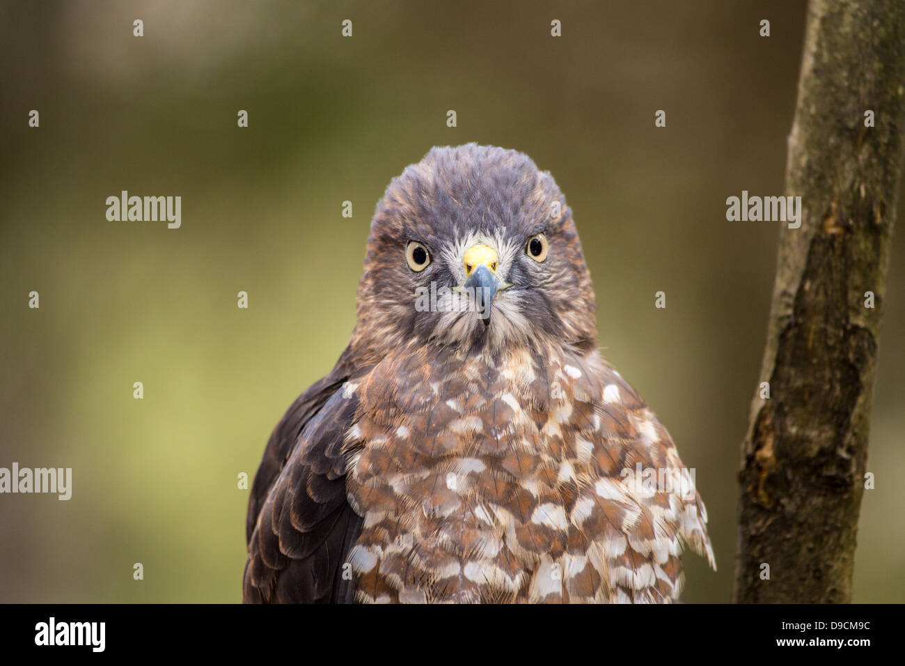 Un Broad-Winged Hawk in un albero. Carolina Raptor Centre. Foto Stock