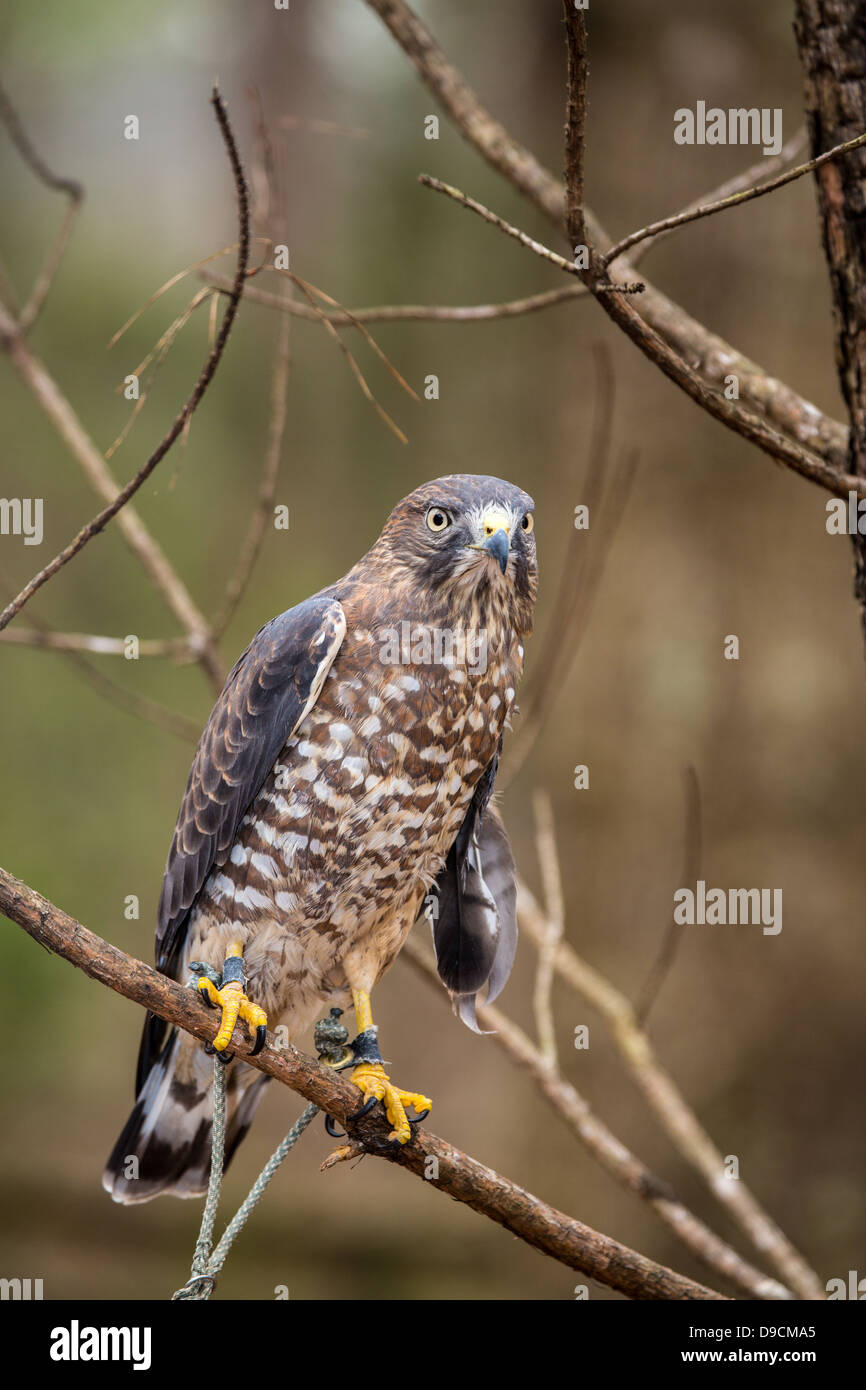 Un Broad-Winged Hawk in un albero. Carolina Raptor Centre. Foto Stock