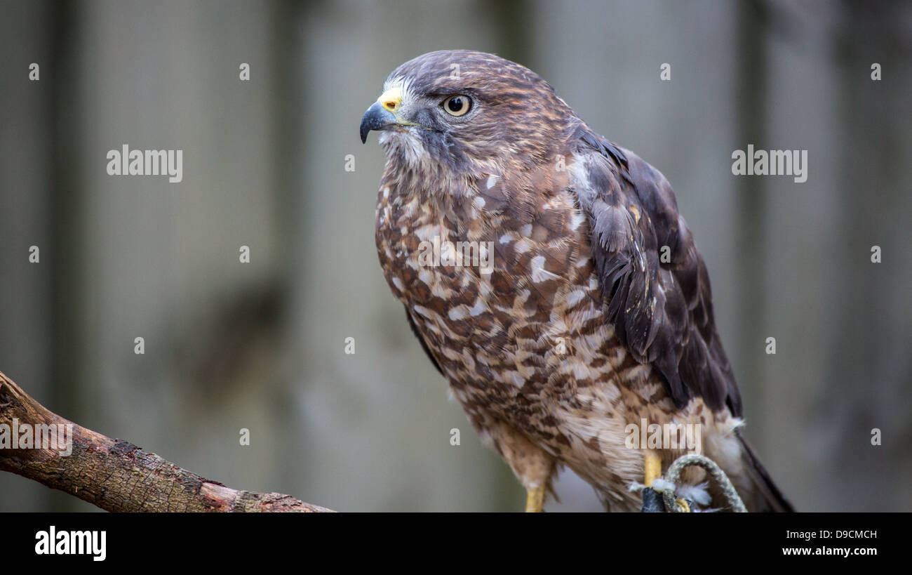 Un Broad-Winged Hawk in un albero. Carolina Raptor Centre. Foto Stock