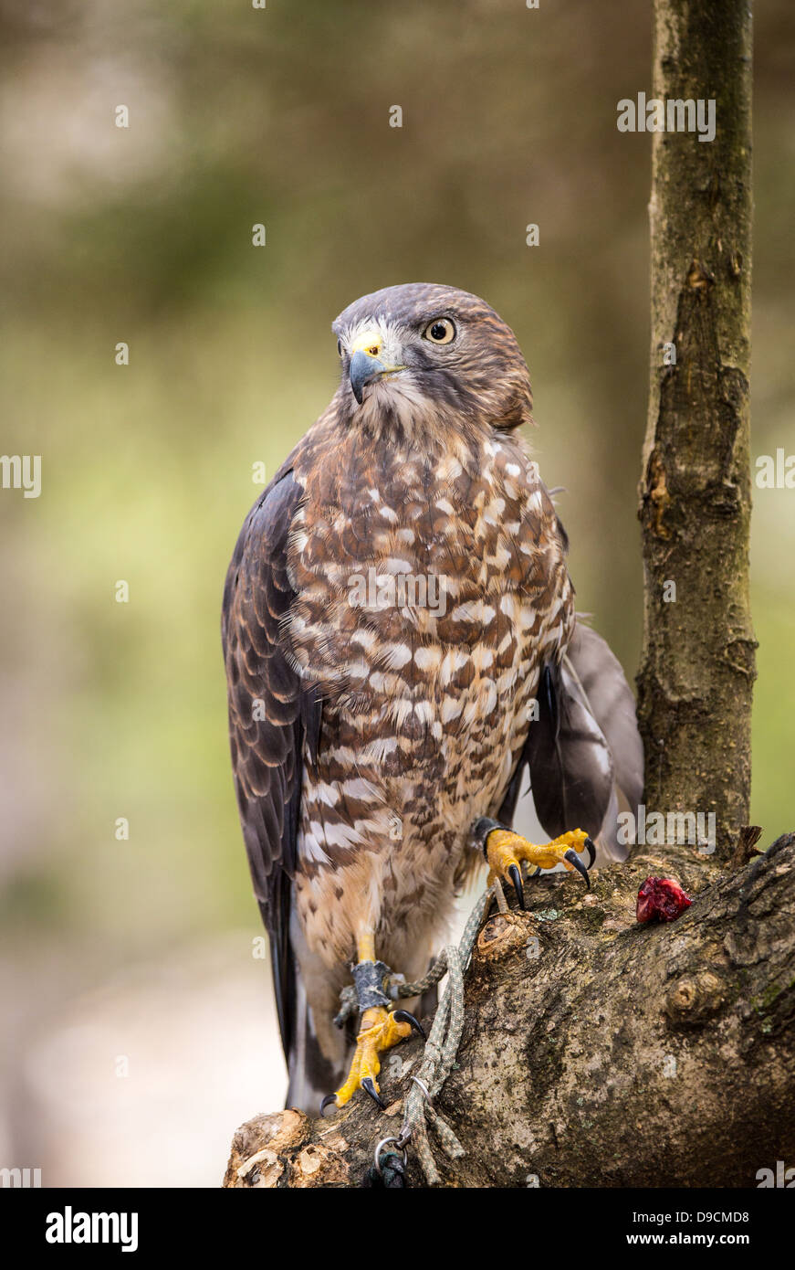 Un Broad-Winged Hawk in un albero. Carolina Raptor Centre. Foto Stock