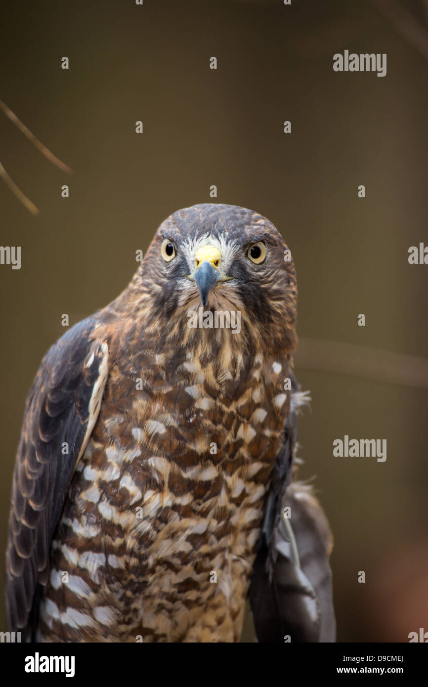 Un Broad-Winged Hawk in un albero. Carolina Raptor Centre. Foto Stock