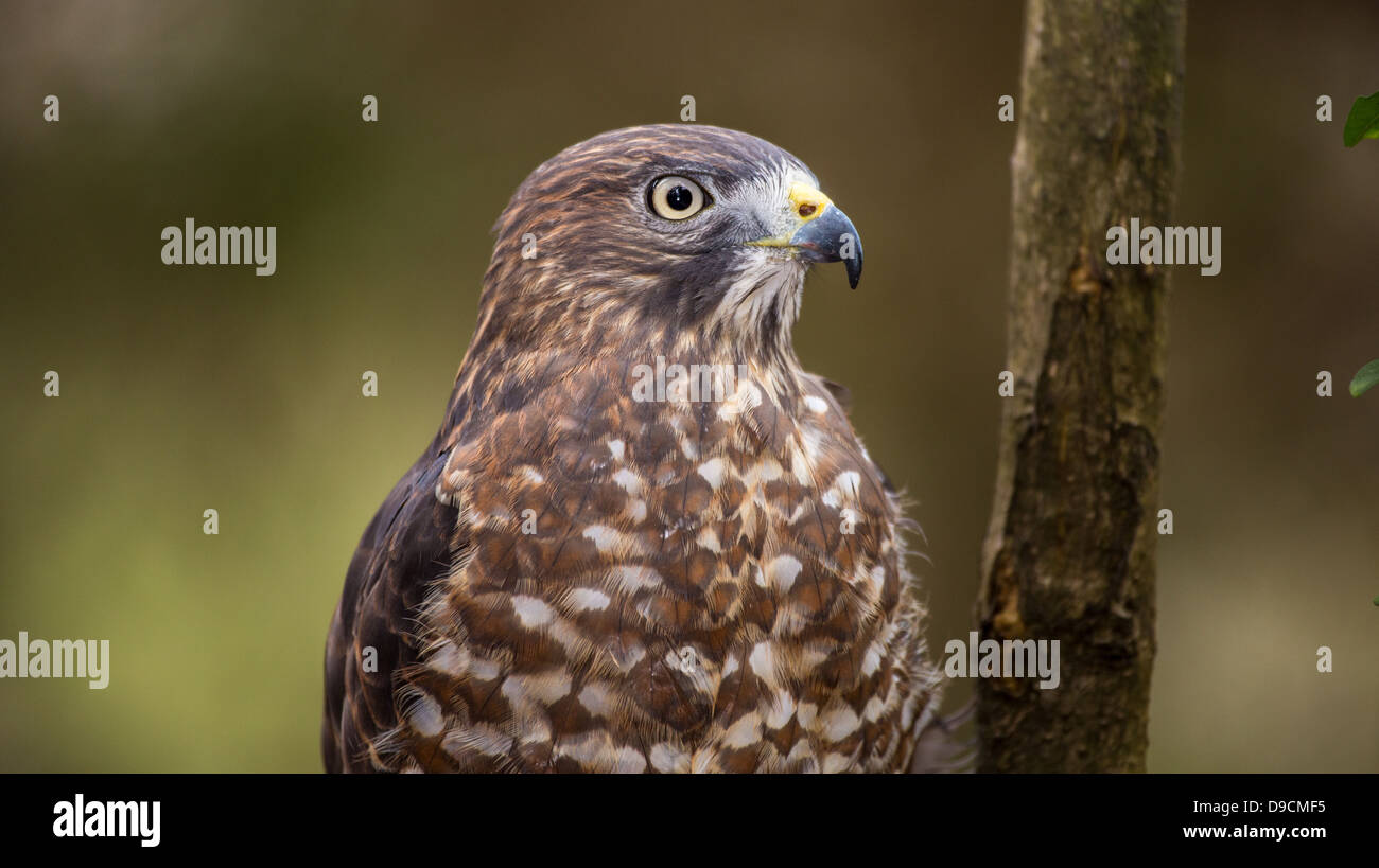 Un Broad-Winged Hawk in un albero. Carolina Raptor Centre. Foto Stock