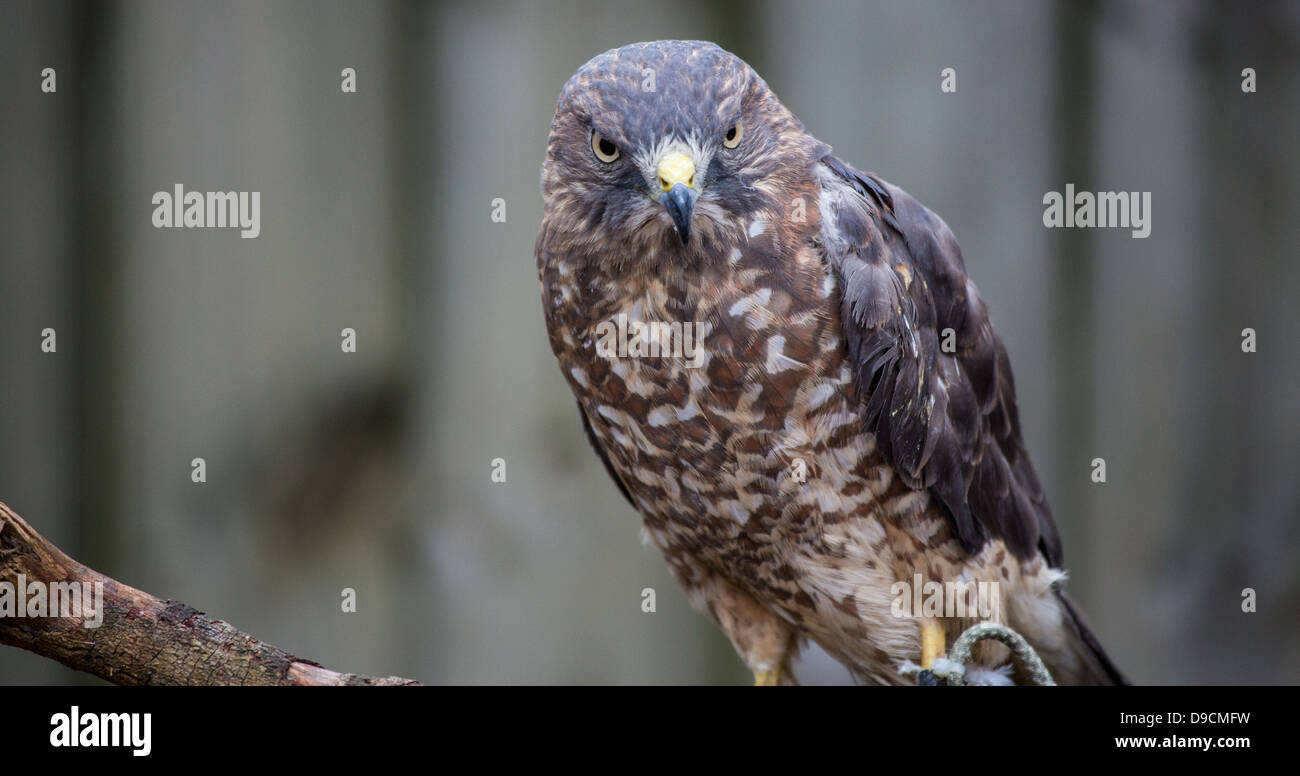 Un Broad-Winged Hawk in un albero. Carolina Raptor Centre. Foto Stock