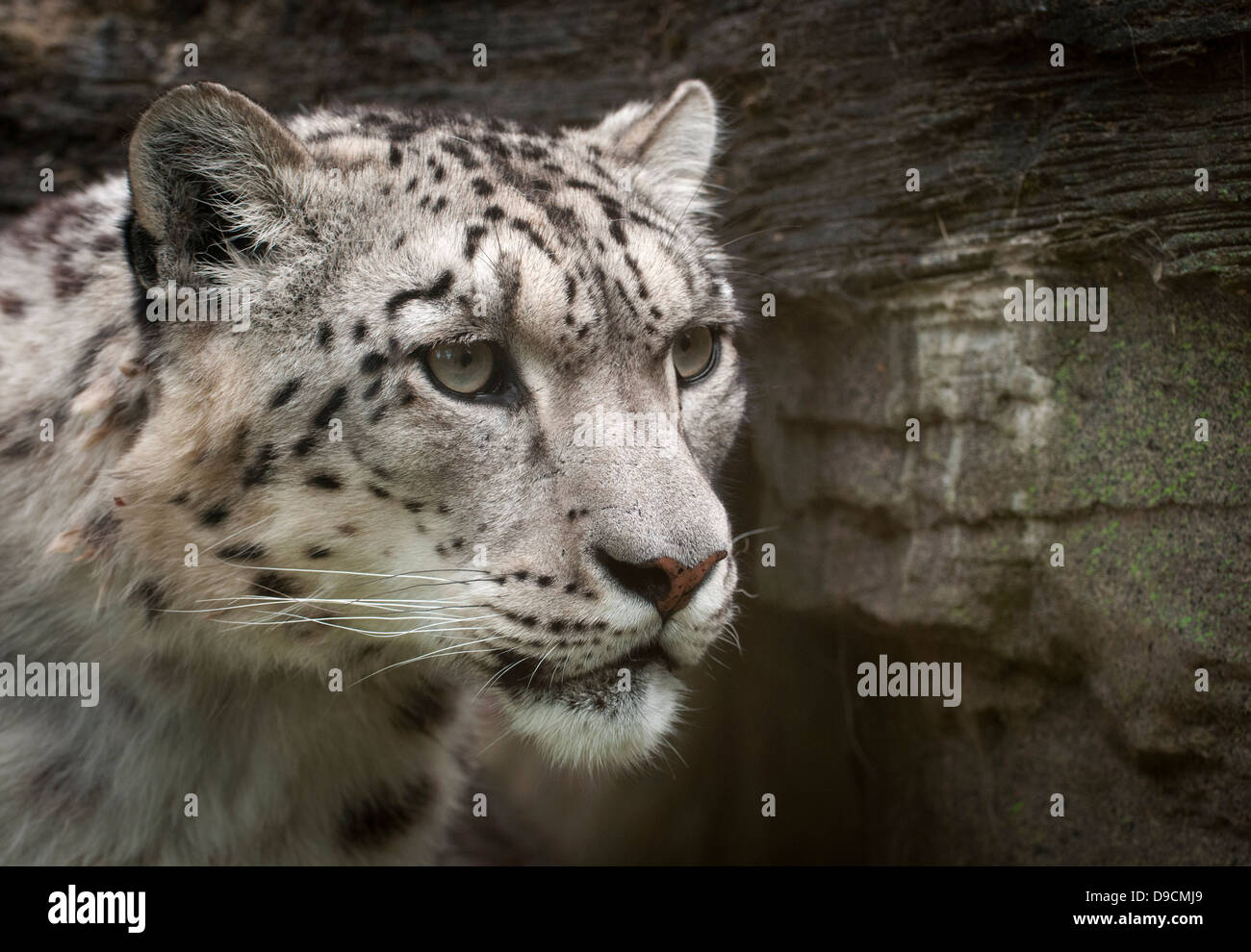 Maschio di snow leopard (faccia colpo) Foto Stock