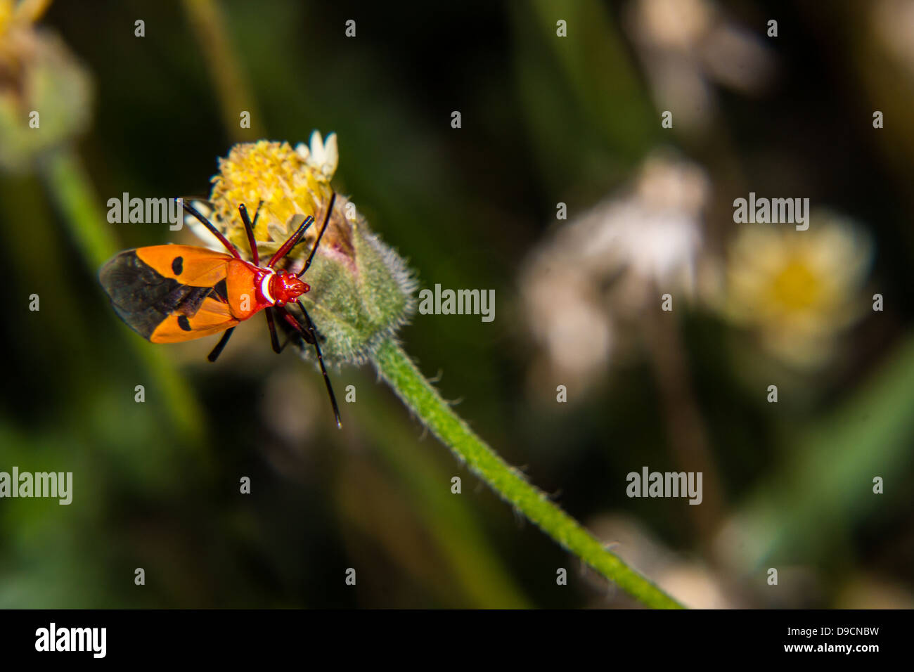 Macro di insetti , Thai Foto Stock