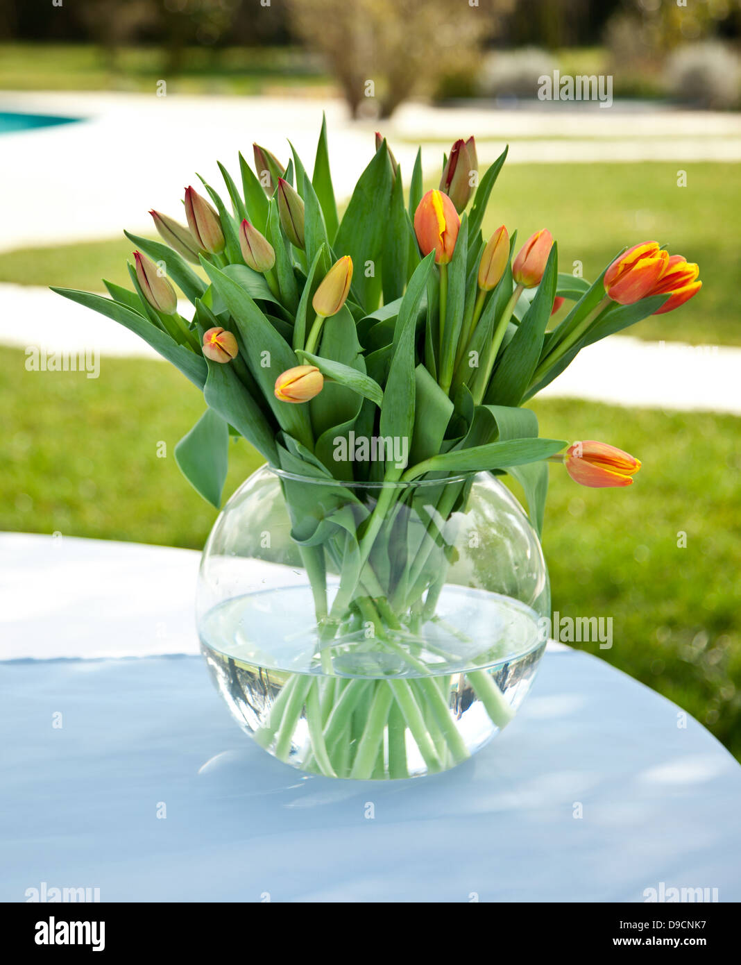 Tulipani arancio sul tavolo in giardino Foto Stock