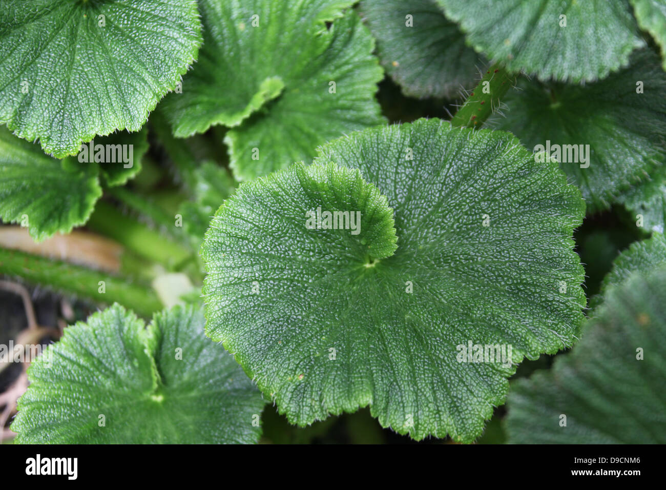 Macquarie Island cavolo Foto Stock