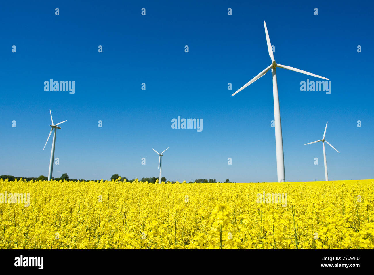 La produzione di energia eolica mulino in un campo di colza Foto Stock