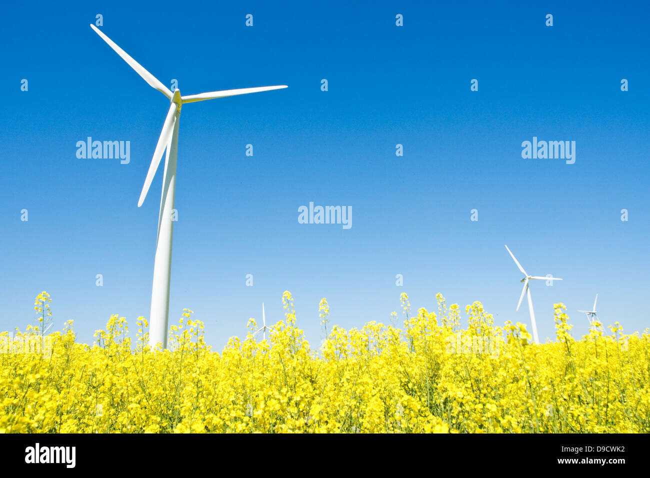 La produzione di energia eolica mulino in un campo di colza Foto Stock