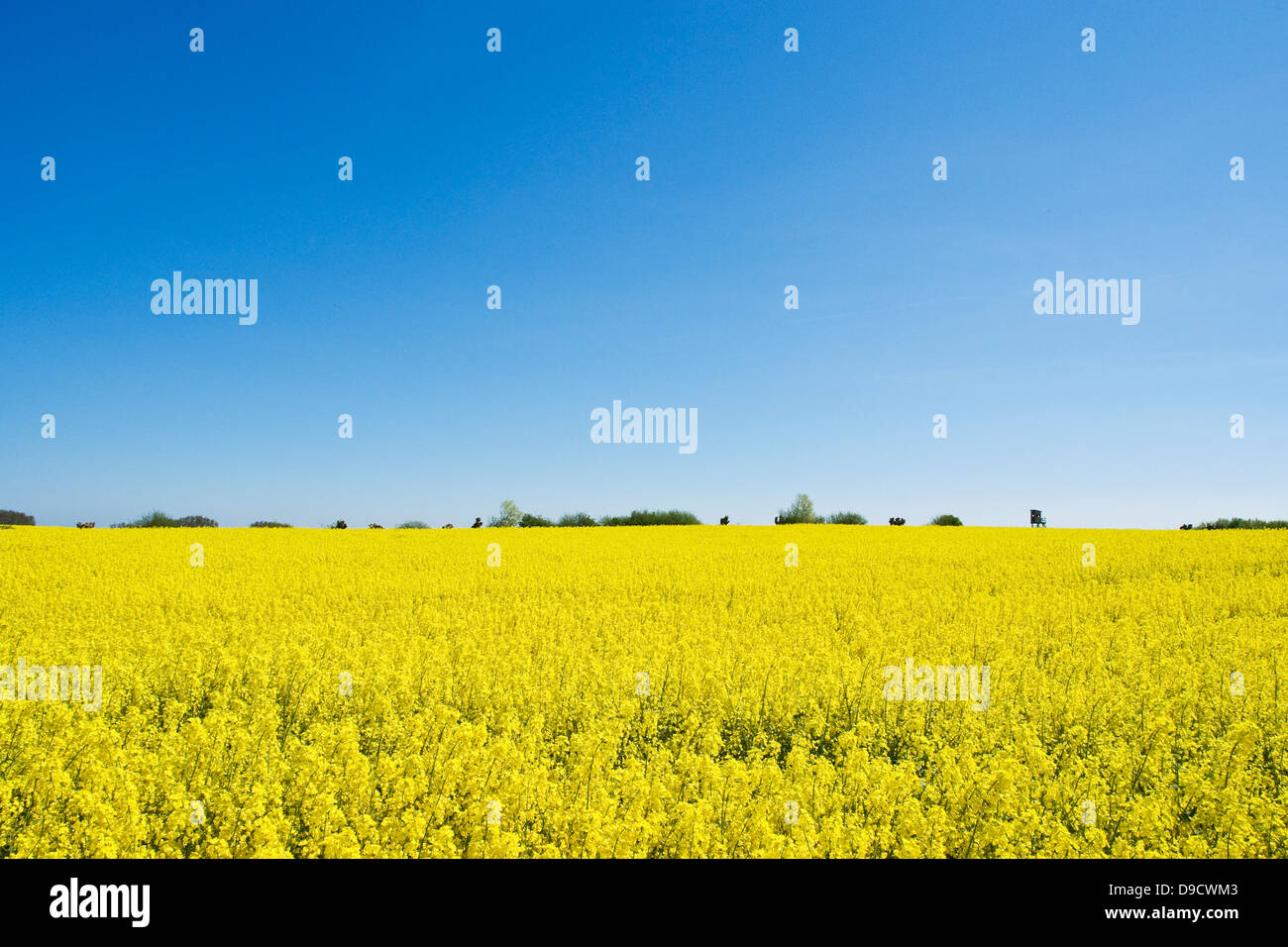 Campo della violenza Foto Stock