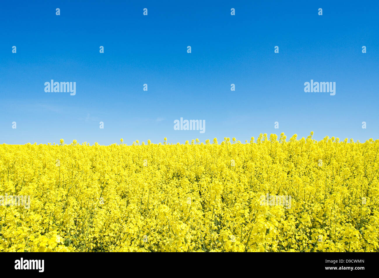 Campo della violenza Foto Stock