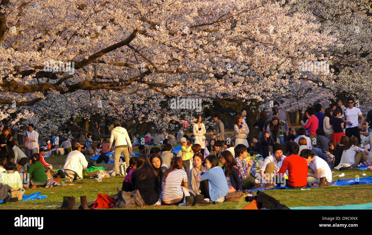 Grande folla a Yoyogi Park godendo la fioritura dei ciliegi in fiore Foto Stock