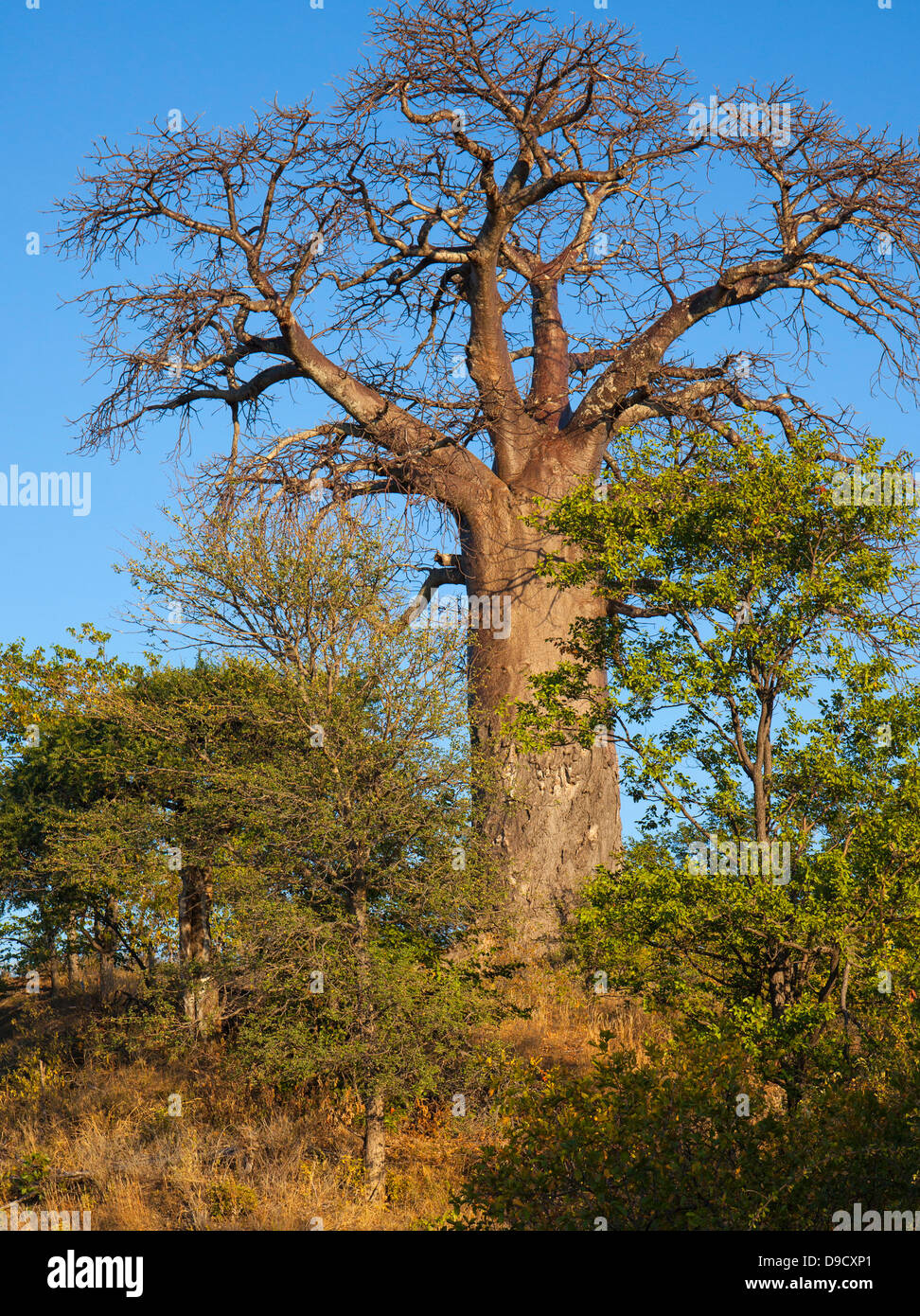 albero boabab Foto Stock