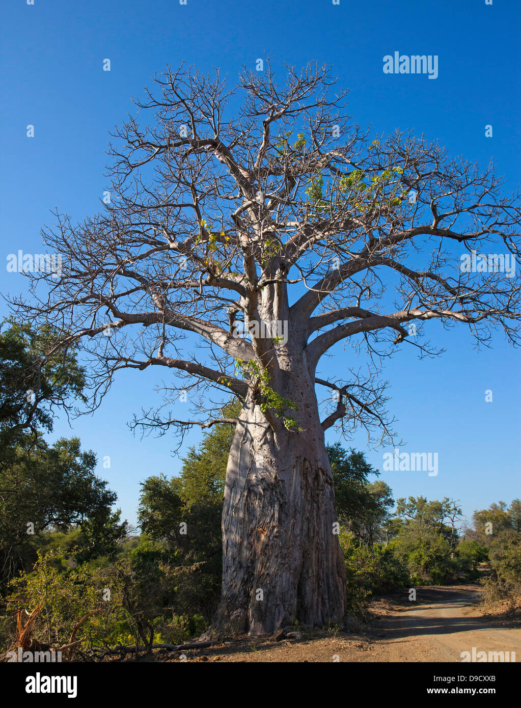 albero boabab Foto Stock