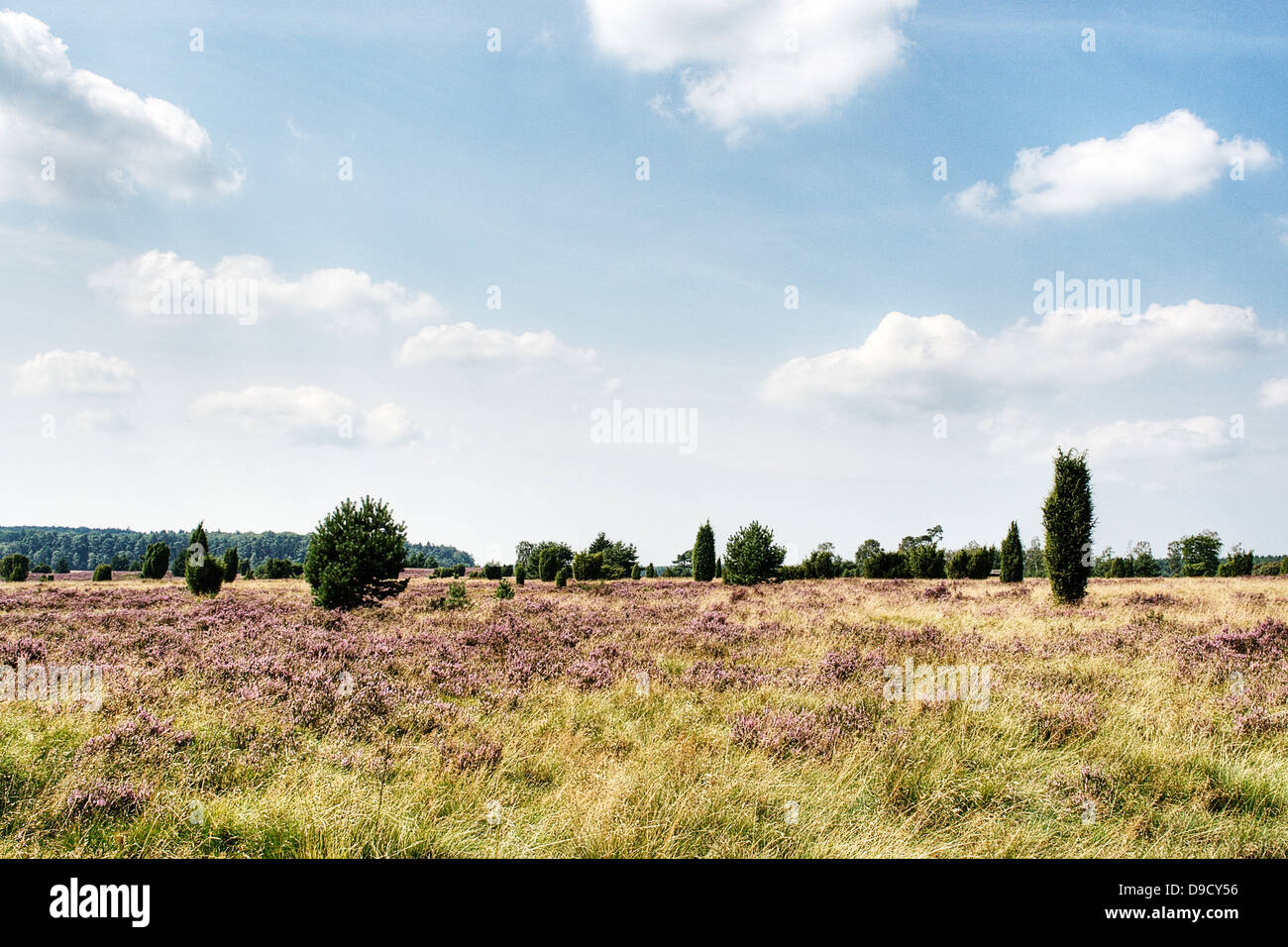 Moor scenario della riserva naturale Lueneburger moor Foto Stock