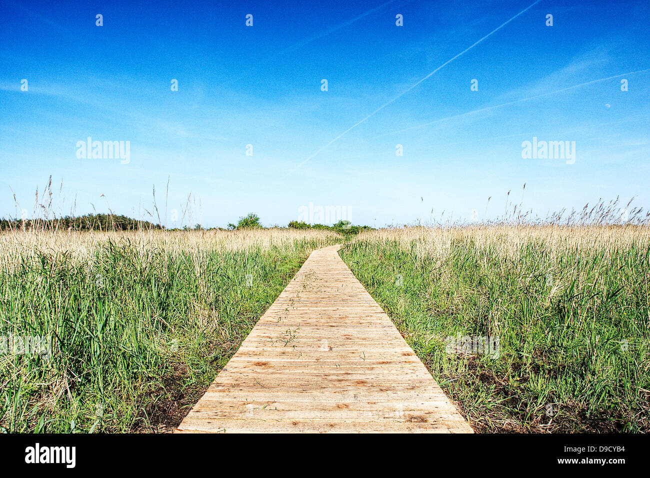 Percorso di legno in una riserva naturale in Prerow Foto Stock