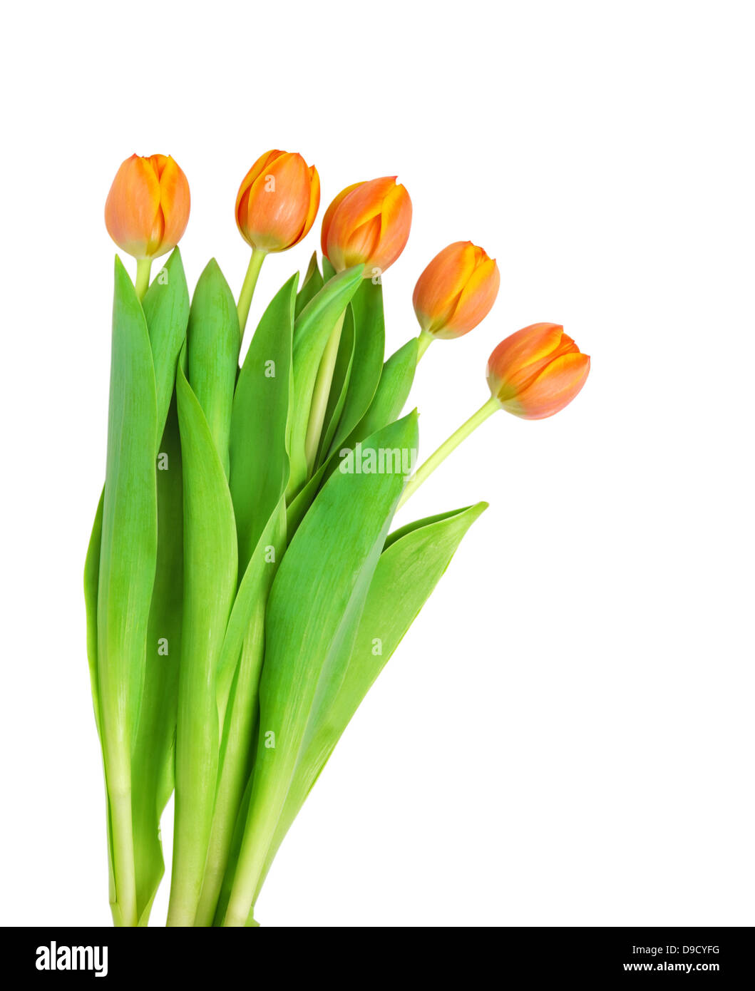Bel colore arancione tulipani isolati su sfondo bianco.Shallow focus Foto Stock