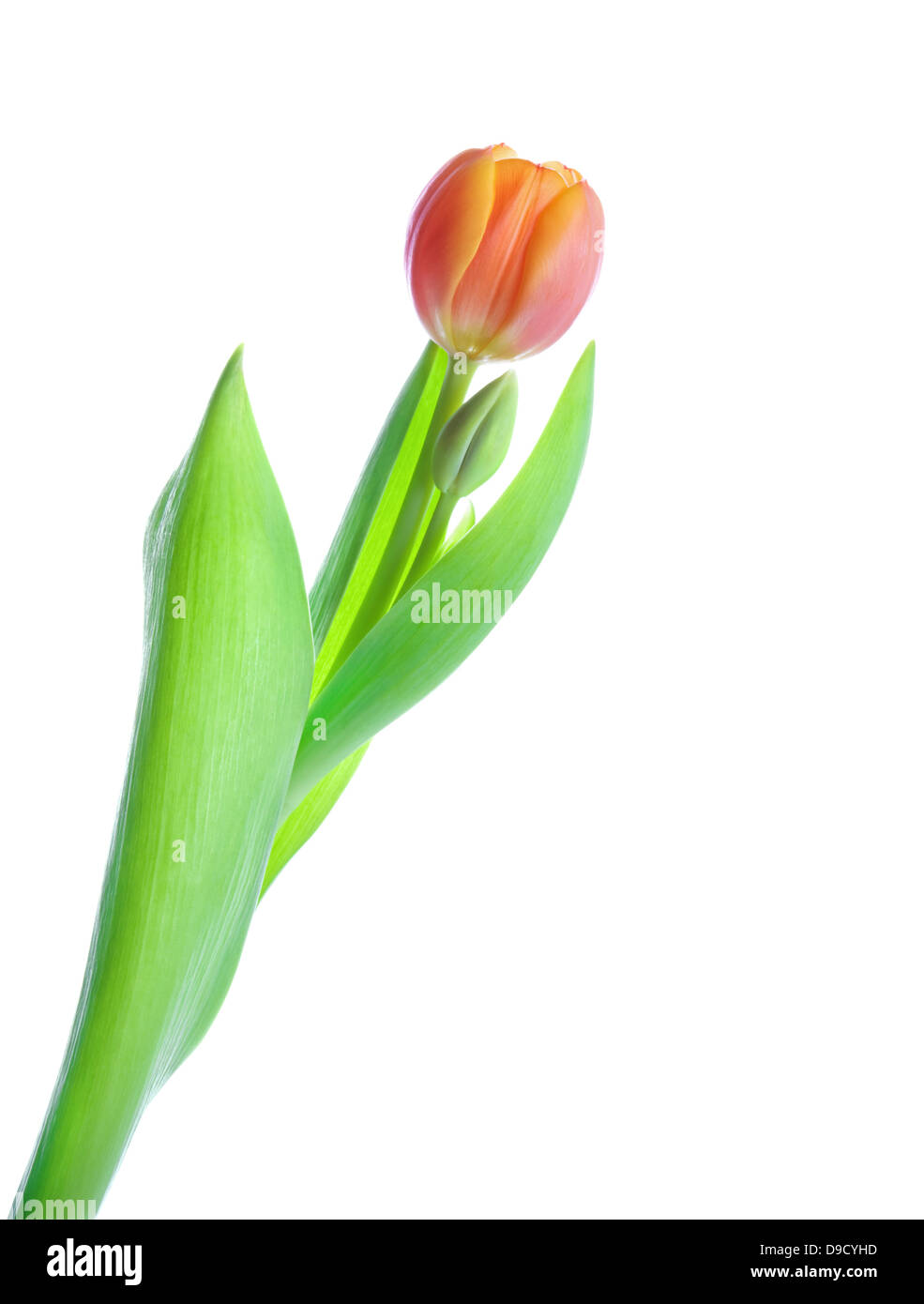 Bella tulip con bud isolati su sfondo bianco Foto Stock