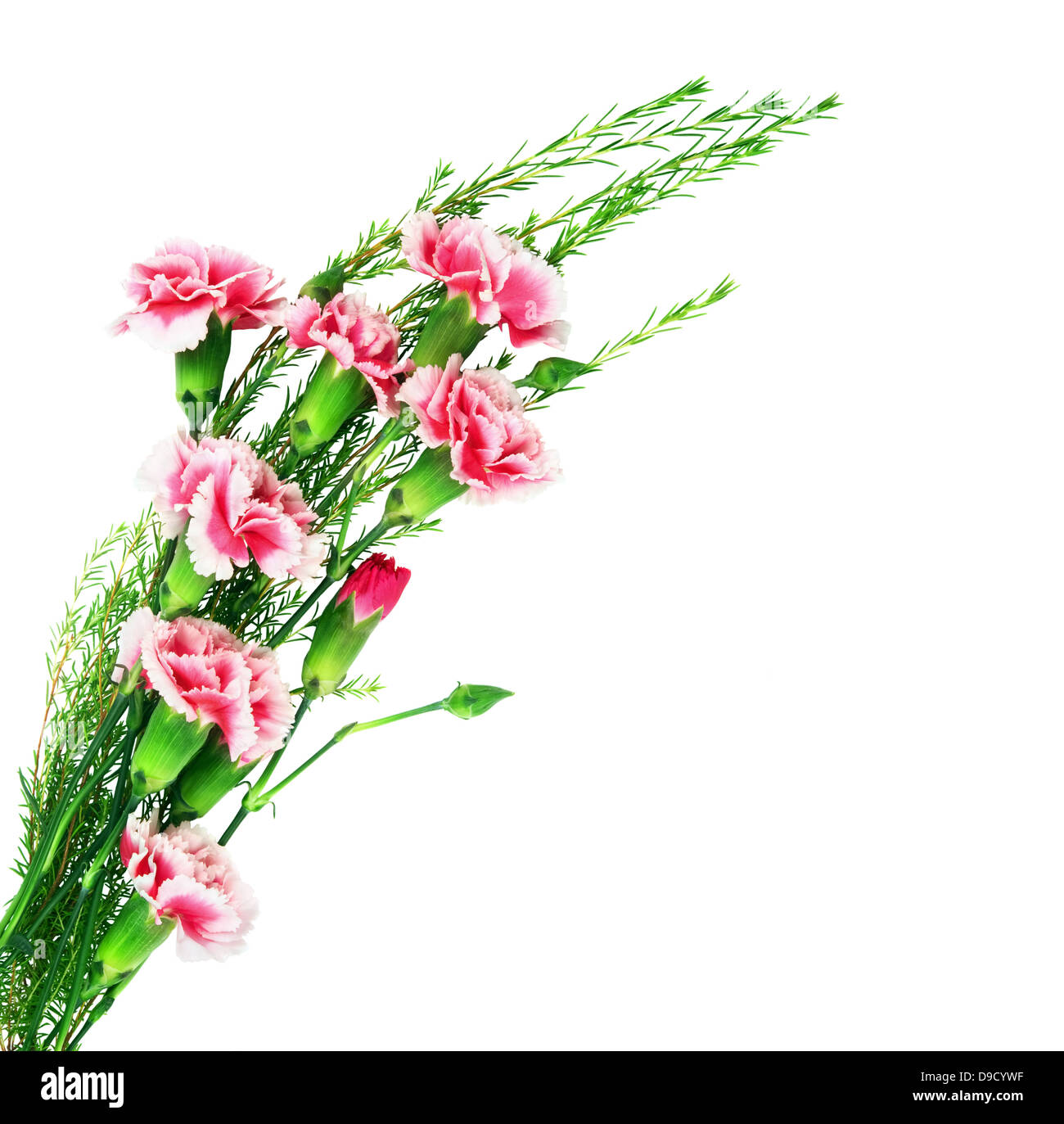 Bel bouquet di garofani isolato su uno sfondo bianco Foto Stock