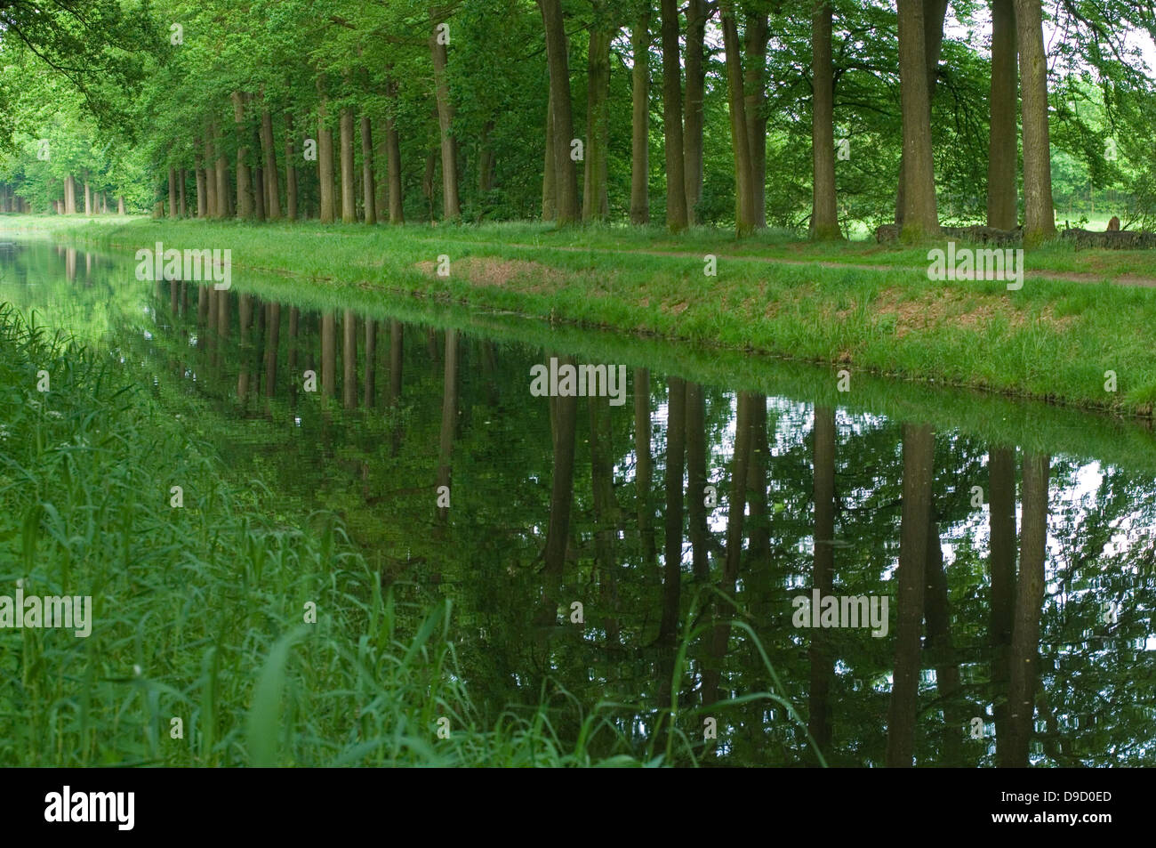 Foresta e canal, Paesi Bassi Foto Stock