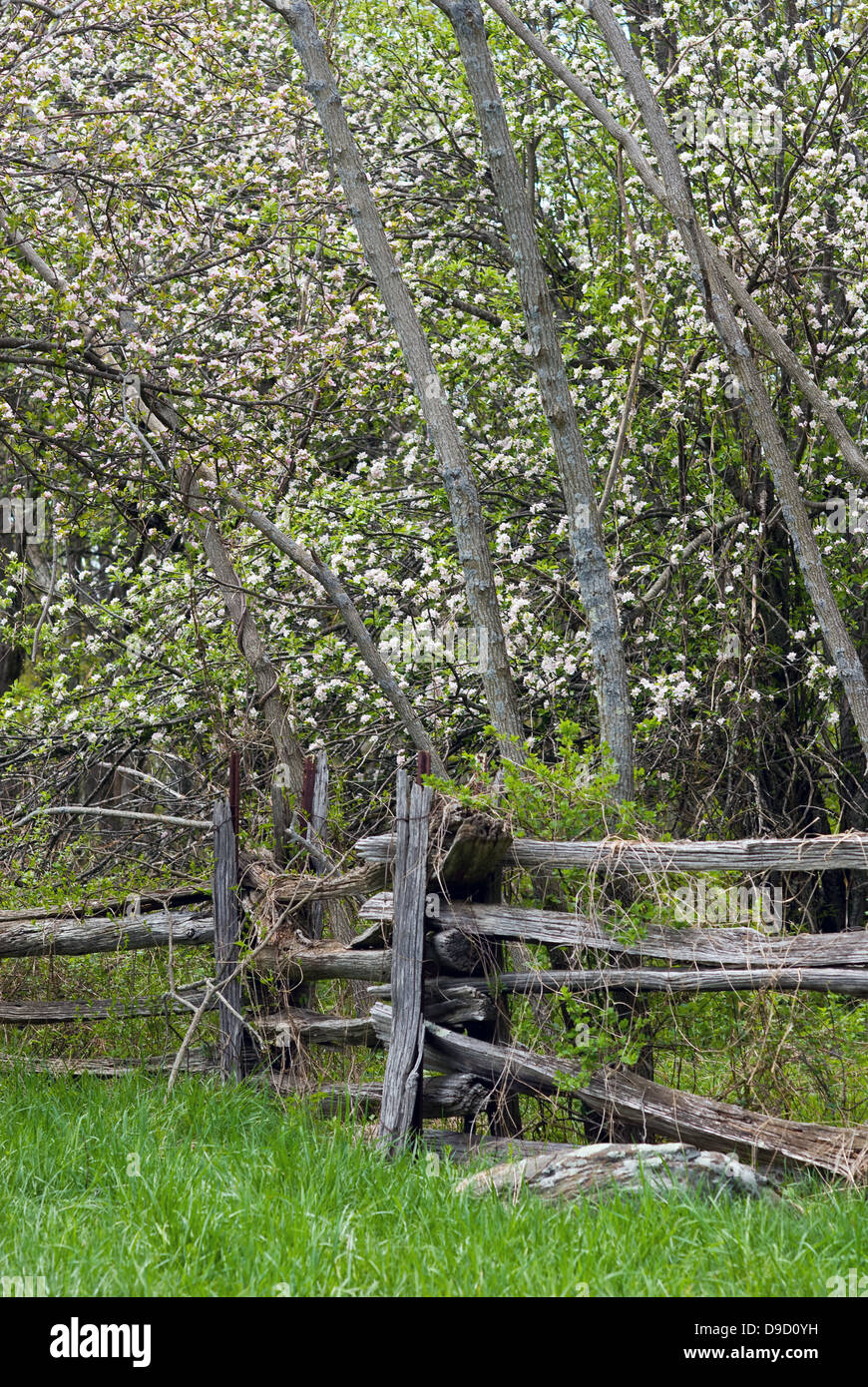 Un scenic weathered staccionata in legno nella parte anteriore di piante con fiori di primavera nel Parco Nazionale di Shenandoah in Virginia, Stati Uniti d'America. Foto Stock