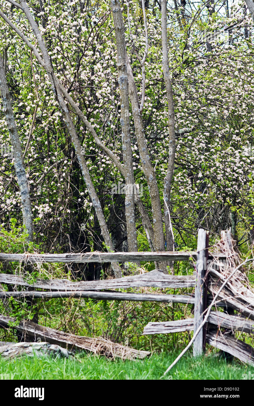 Un scenic weathered staccionata in legno nella parte anteriore di piante con fiori di primavera nel Parco Nazionale di Shenandoah in Virginia, Stati Uniti d'America. Foto Stock
