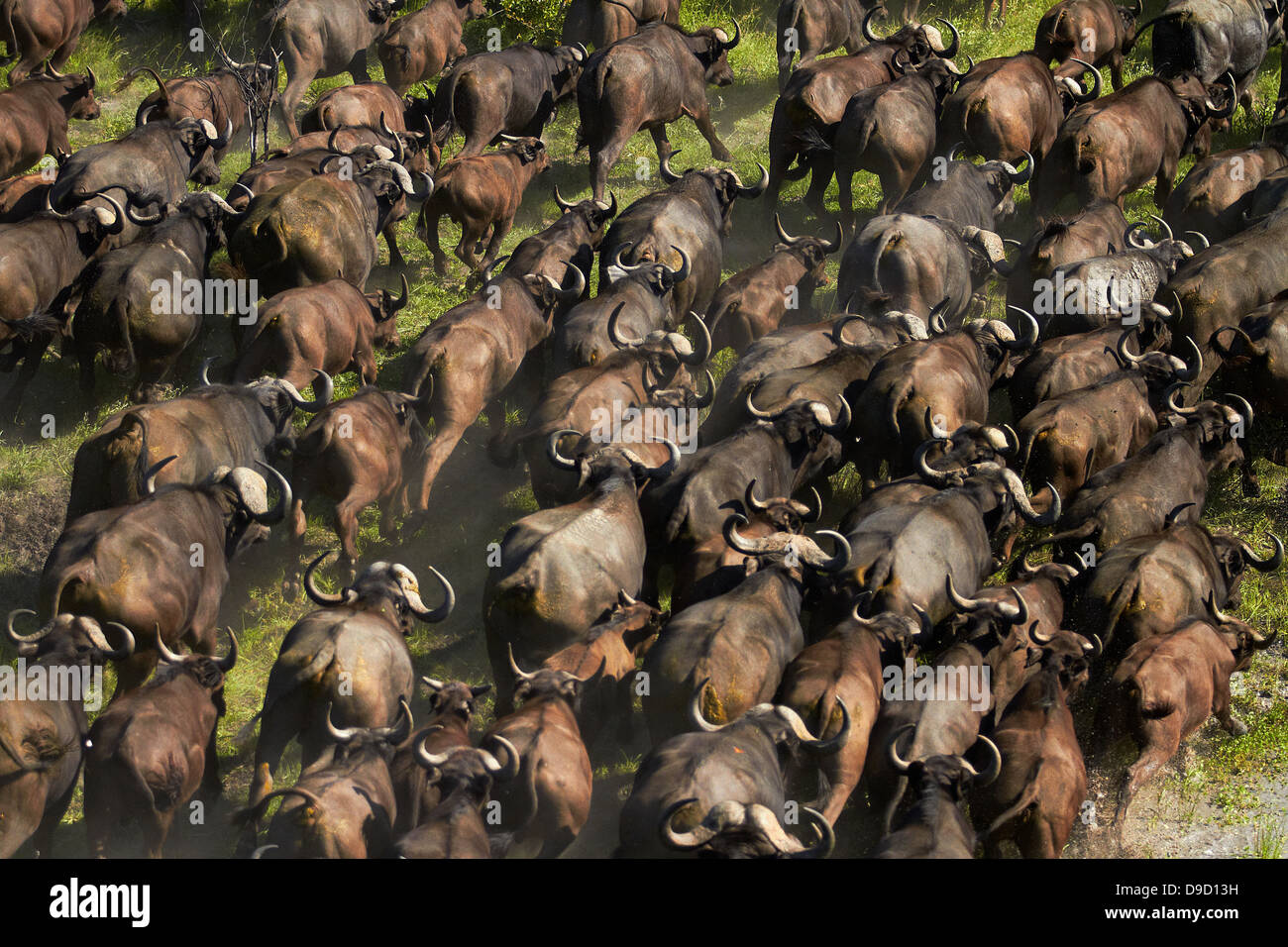 Bufali (Syncerus caffer caffer), Okavango Delta, Botswana, Africa - aerial Foto Stock