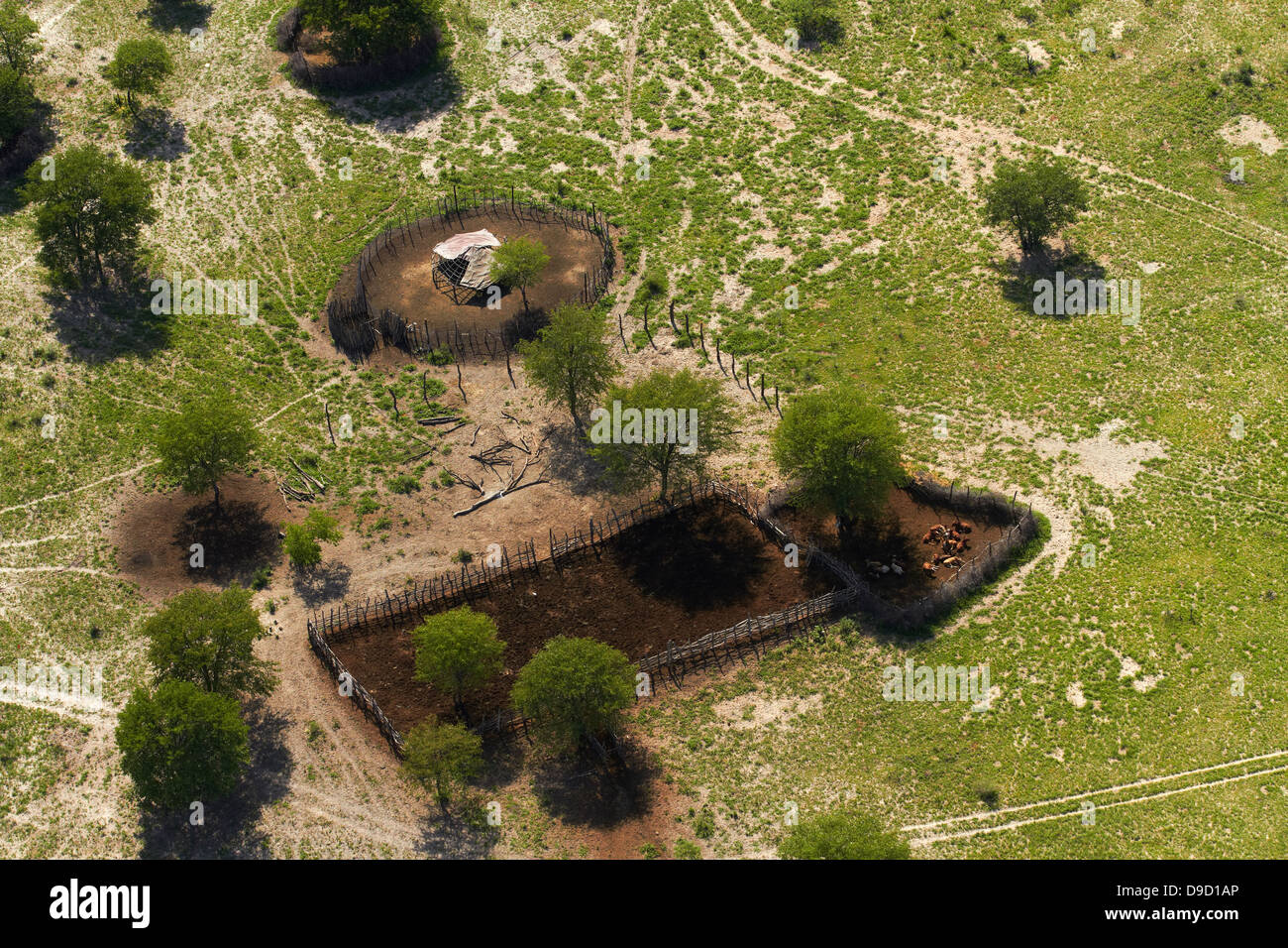 Cantieri di bovini, Okavango Delta, Botswana, Africa - aerial Foto Stock