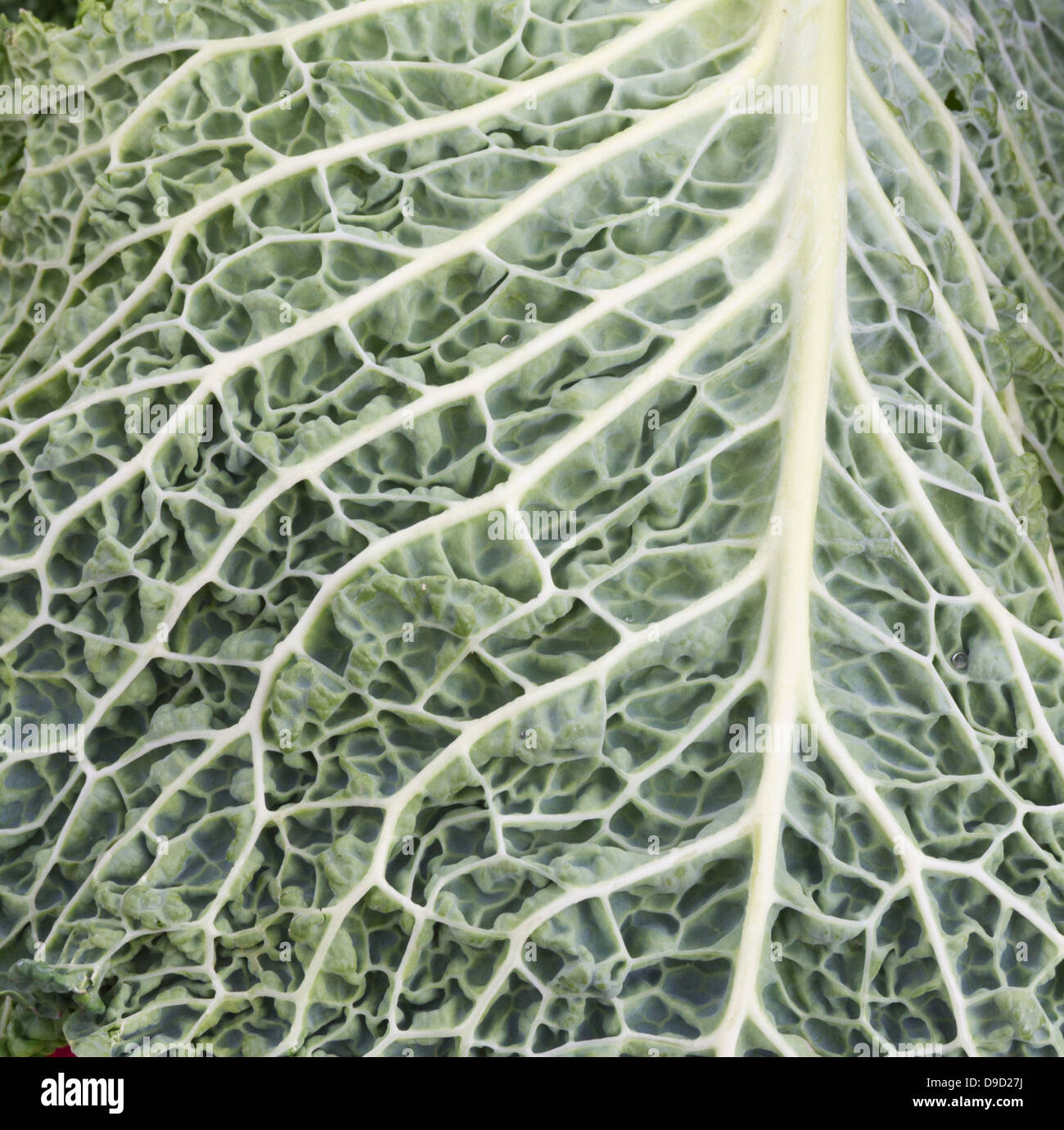 Foglia di cavolo che mostra la texture e vene in foglia Foto Stock