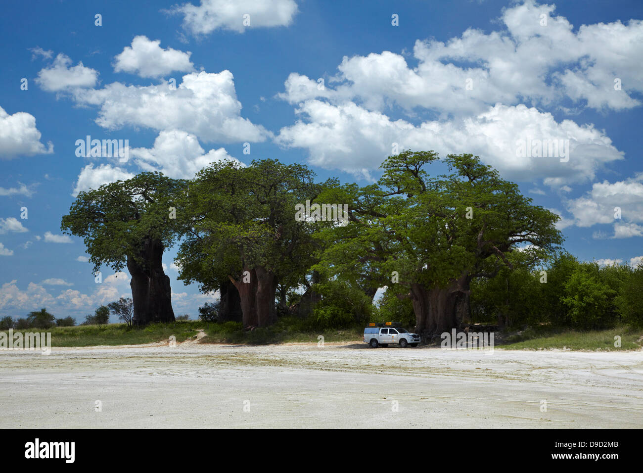 Baines' Baobab e 4x4 camper, Kudiakam Pan, Nxai Pan National Park, Botswana, Africa Foto Stock