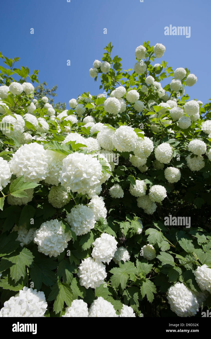 Viburnum opulus Foto Stock