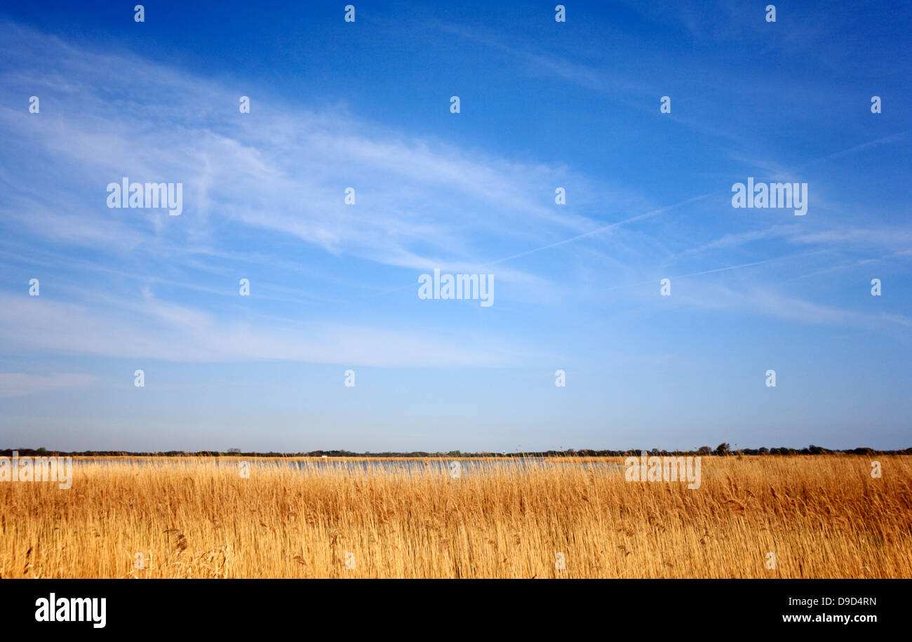 Una vista del Hickling vasta riserva naturale nazionale, Norfolk, Inghilterra, Regno Unito, con Big Sky. Foto Stock