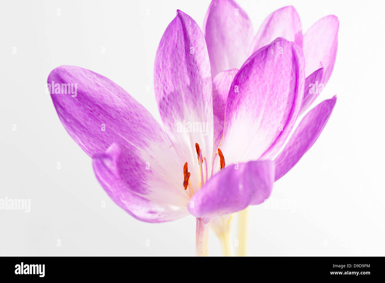 Autunno fiore Crocus contro uno sfondo bianco, close up Foto Stock