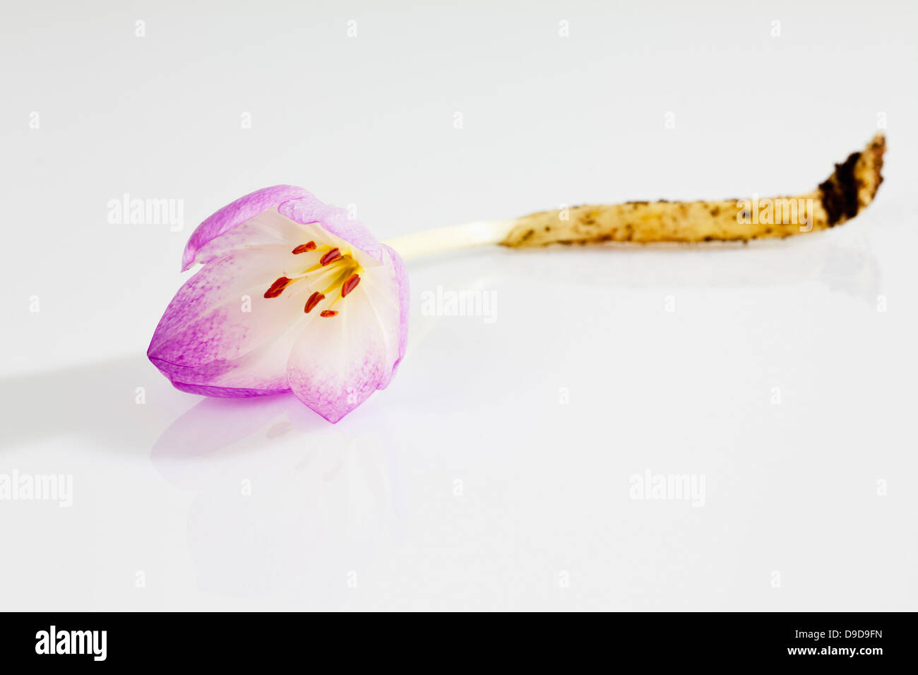 Autunno fiore Crocus contro uno sfondo bianco Foto Stock