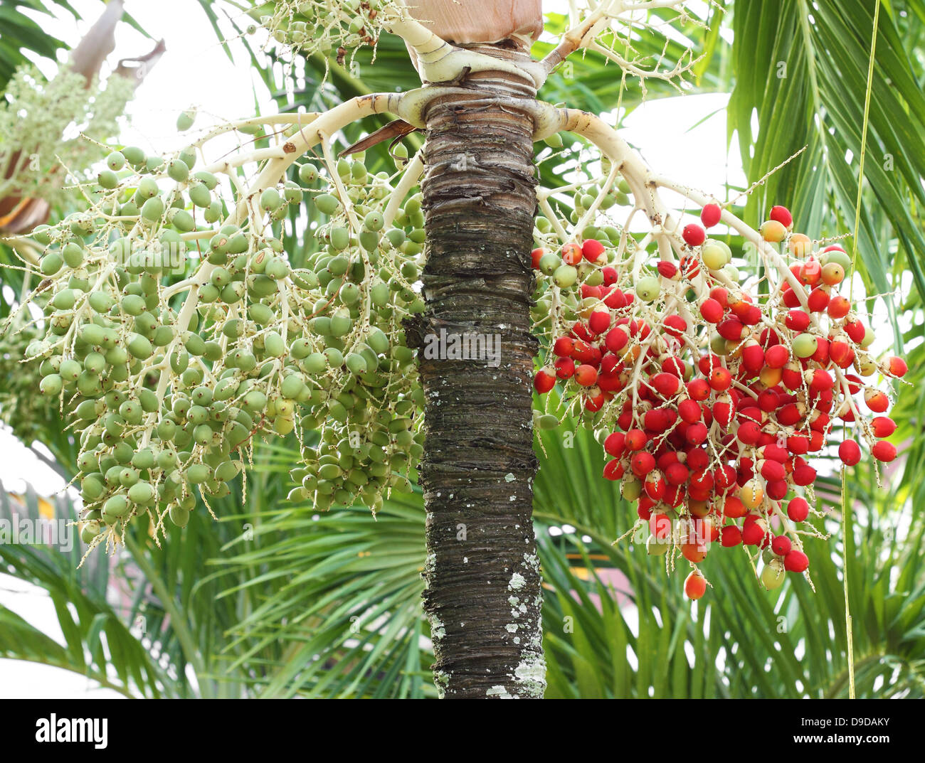 Il verde e il rosso di betel il Dado su albero Foto Stock