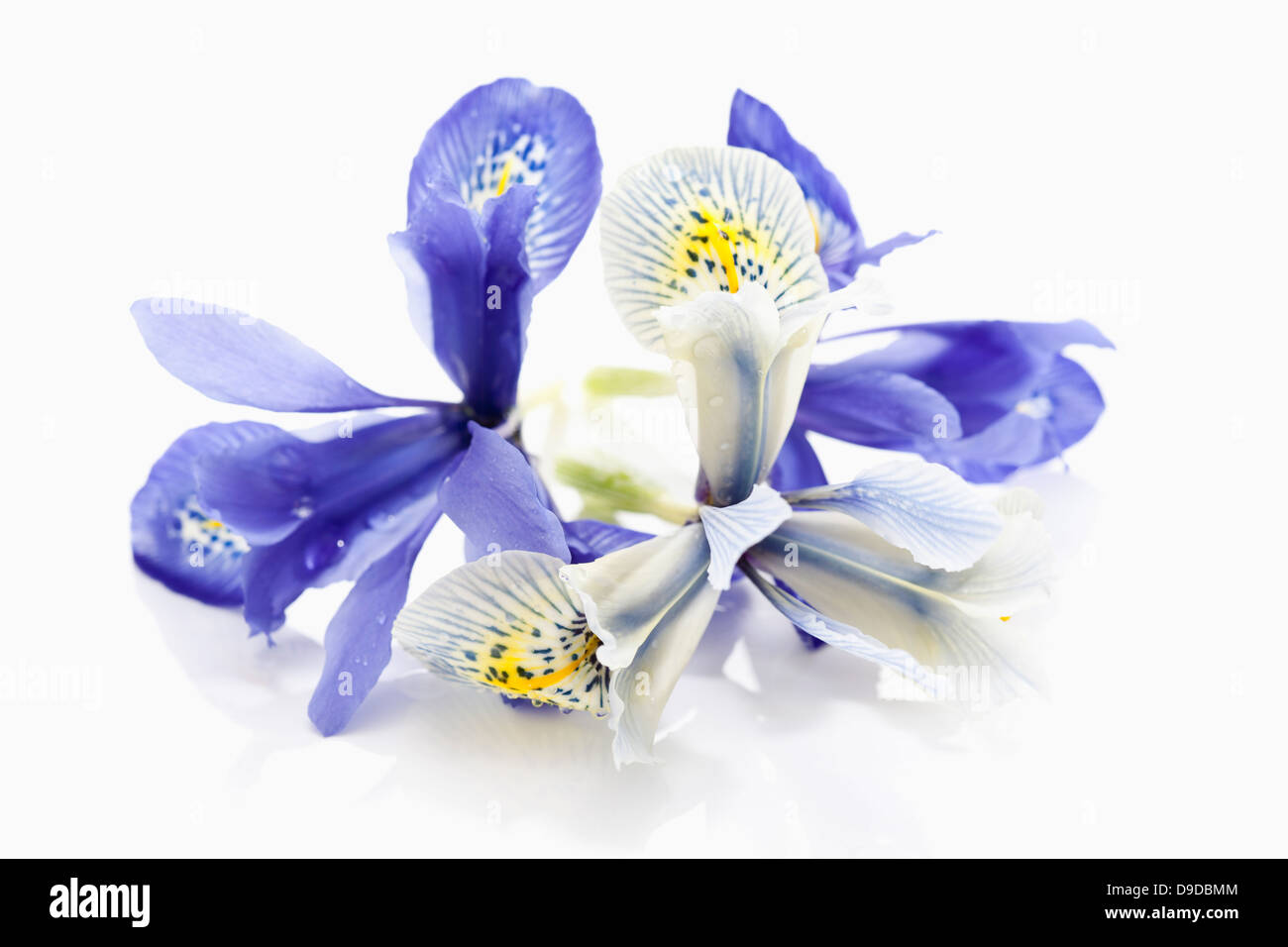 Iris nana fiore su sfondo bianco, close up Foto Stock