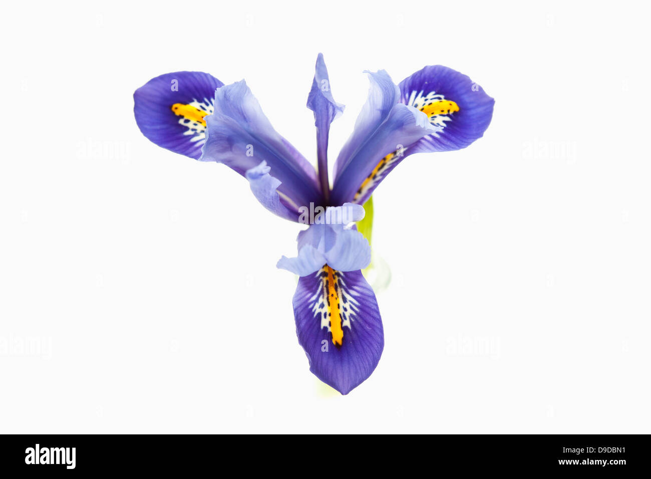Iris nana fiore su sfondo bianco, close up Foto Stock