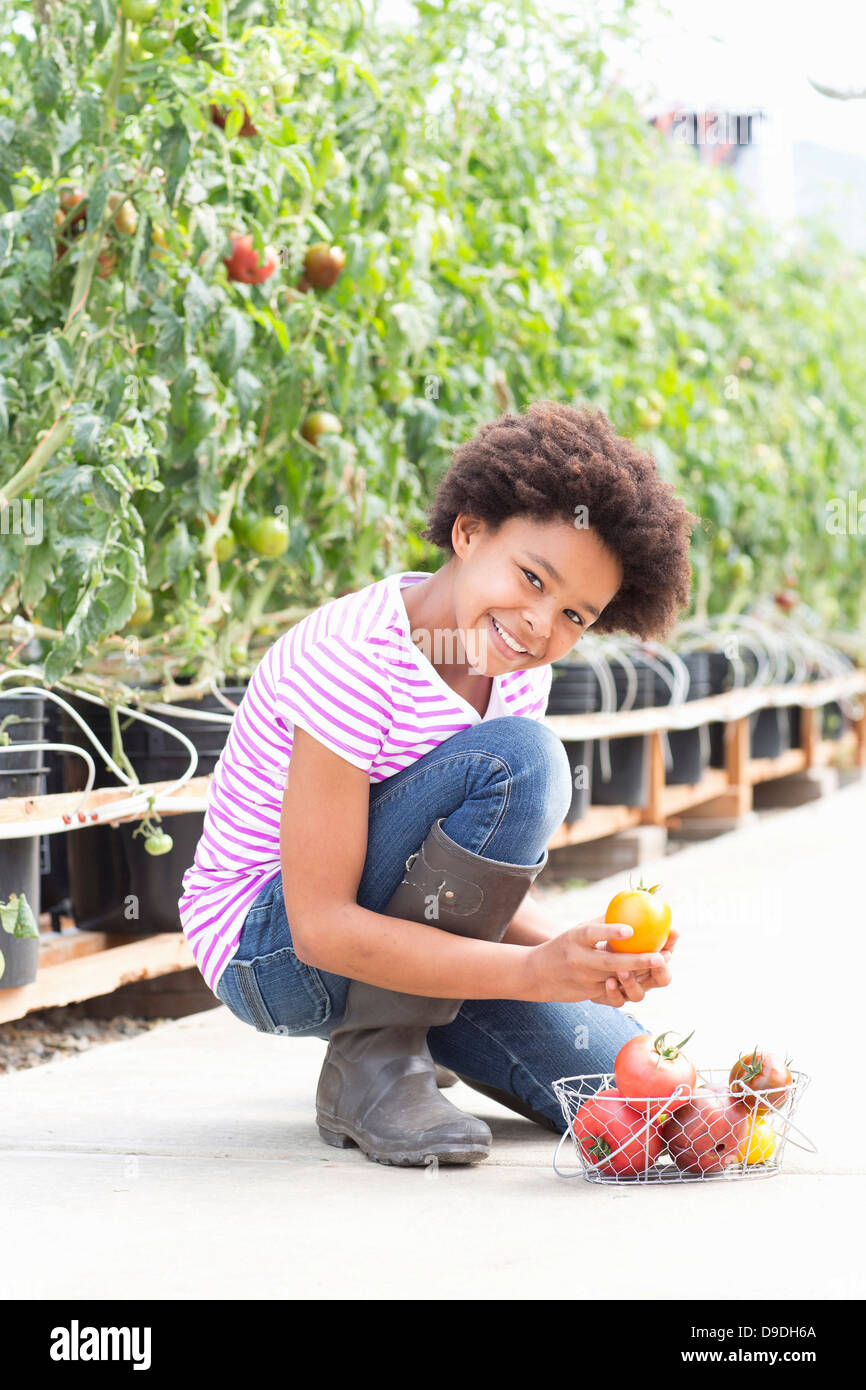 Ragazza raccolta di pomodori freschi Foto Stock